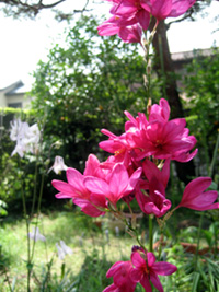 2008.05.08：イキシア。細くて長～い花茎の先に、フリージアのような穂状花序をなして花が咲く。花が重いので頭を垂れるため、４，５本をまとめて持って撮影した。