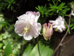 2008.05.08：友人にもらった種で育ったオダマキ。花弁自体がダブルフリンジで丸っこい花の形が特徴。繁殖力は弱め。