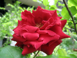 2008.05.08：何度かこのブログに登場している真紅のバラ。今年も大輪を咲かせている。