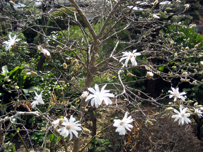 2008.03.18：葉が出る前に開花していく。香りはほのかに甘いが、味も良いのかヒヨドリの好物。蕾のうちから啄まれて花びらが無いものも多い。
