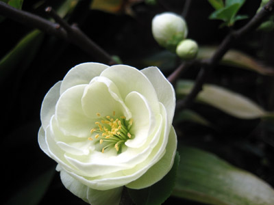 2008.03.19 ：夕方の撮影。ふっくらとした花弁の重なりが、この花がバラ科であることを想い起こさせる。