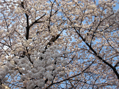 2008.03.27：桜の枝を行き来するシジュウカラ（？）を撮ったつもりだったが、丁度花に隠れてしまったらしく写っていなかった。