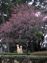 境内ではないが、寒川神社と道路を隔てた向こうに、紅白の梅が満開だった。